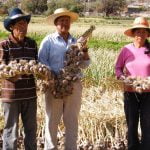 Lanzan créditos adicionales para pequeños y medianos agricultores a condiciones favorables