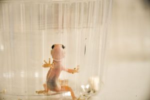 Investigador de la UNAP estudia especie endémicade gecko que es depredador de la araña de rincón