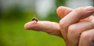 Picaduras de abejas y avispas: Cómo reconocer si se trata de una reacción alérgica grave