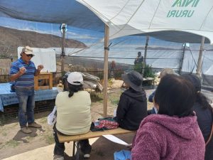 Instalan primer sistema de riego subterráneo en Putre: Ahorra hasta un 60% de agua para el cultivo de alfalfa